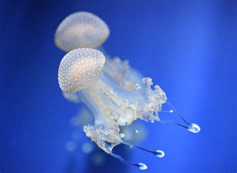 Do Jellyfish Have Brains? - Understanding the Intelligence of Jellyfish