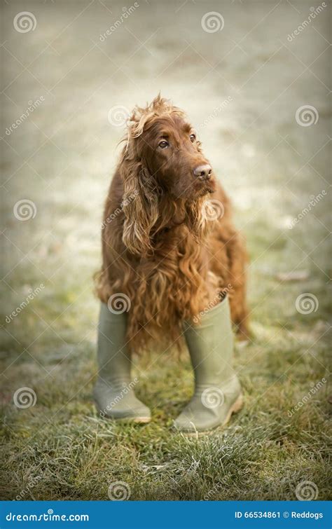 Funny dog looking stock image. Image of obedience, long - 66534861