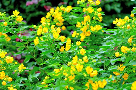 Everything You Need To Know About Avaram Flower – Aathirai Foods ...