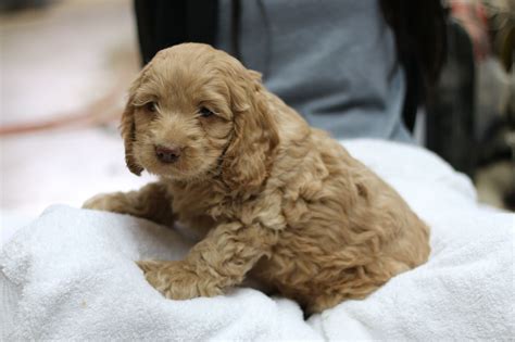 Image result for Cockapoo Chien