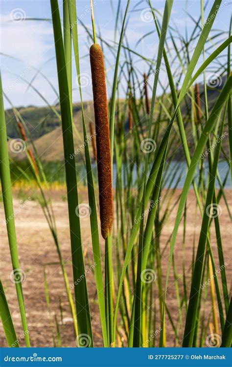 Reedmace, Cat - Tail, Bulrush, Swamp Sausage, Punks, Typha Angustifolia ...