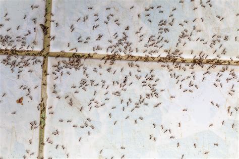 How to Get Rid of Little Ants in Your Maryland Home