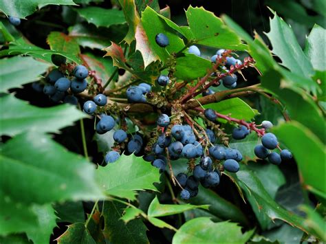 Oregon Grape Edible Tree