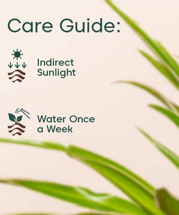 Buy Spider Plant (Chlorophytum) with Self-Watering Pot – Kyari.co