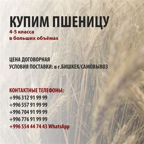 Закупаем пшеницу 4-5 класса — Agro-Kazakhstan