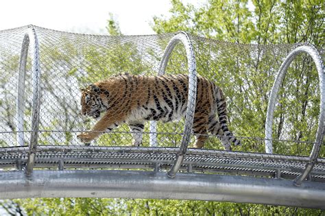 est100 一些攝影(some photos): Amur tiger / Siberian tiger. 東北虎/ 西伯利亞老虎