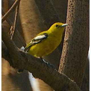 Bird Photo Gallery | Bird Photo Collection | Bird Pictures