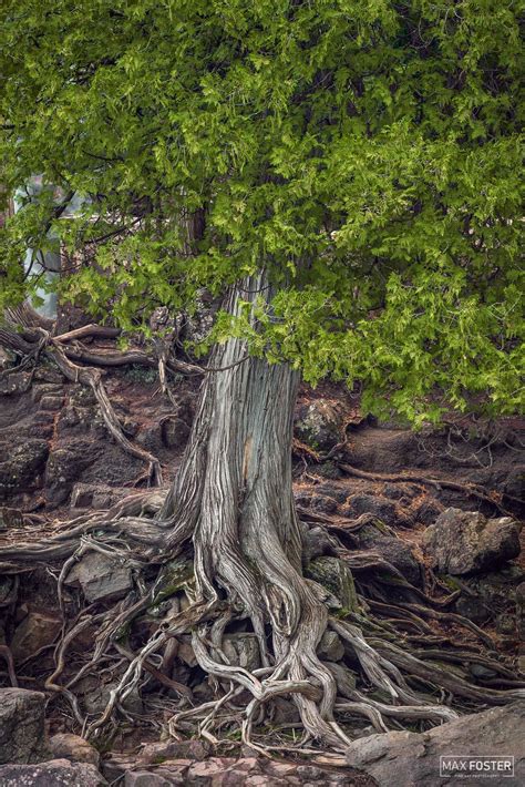 Deep Rooted | Cedar Tree | Gooseberry Falls State Park | Max Foster ...