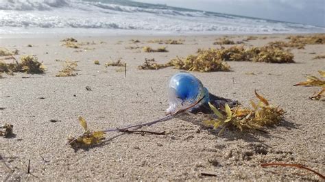 Sea Lice Bites - Jelly Fish Sting - Remedy - Cure - Surfing - South Florida