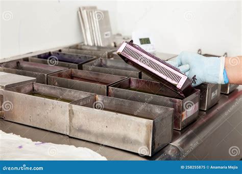 Image result for Microscope Staining