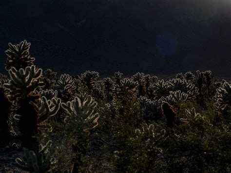 Cholla Cactus Garden Free Stock Photo - Public Domain Pictures