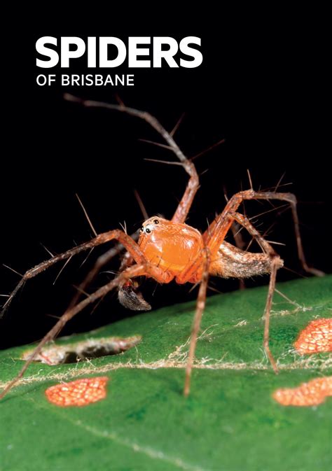 Where Do They Hide? A Guide To The Natural Habitat Of Spiders