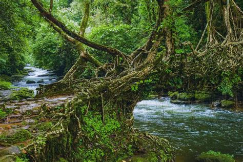 India Rainforests: Most vibrant rainforests from across the Indian ...