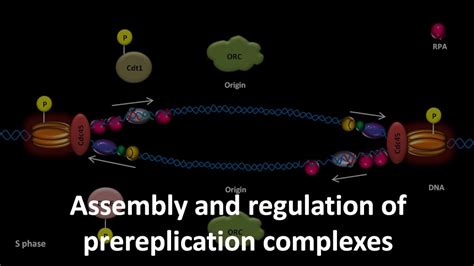 Image result for Pre-Replication Complex