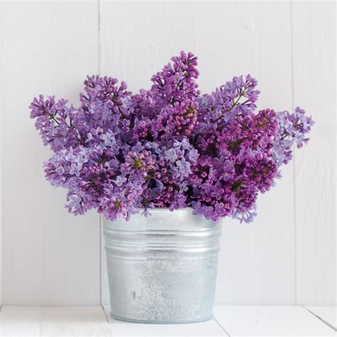 People Are Painting Pinecones to Look Like Lilacs And They Are Stunning
