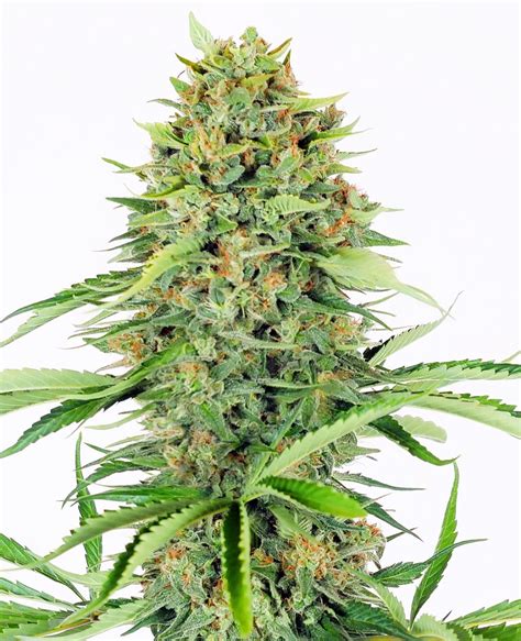 Bubblegum XXL Strain Info / Bubblegum XXL Weed By WeedSeedShop ...