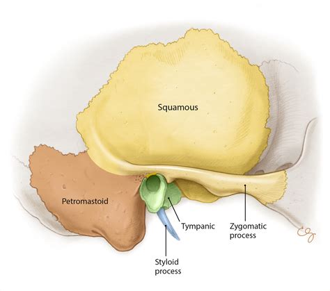 External Auditory Canal Temporal Bone