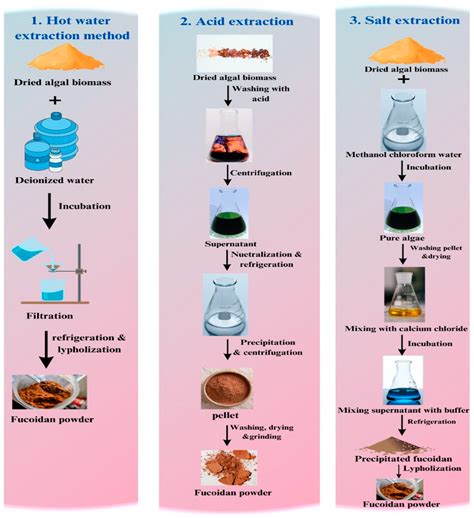 Macroalgae Bioplastics: A Sustainable Shift to Mitigate the Ecological ...