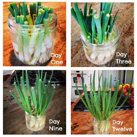 Growing Green Onions How To Grow Green Onions—Plus, Tips For