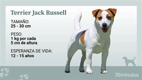 El pequeño terrier Jack Russell, un perro de pura energía y ...