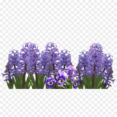Hyacinth PNG Photo - Pngsource
