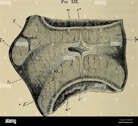 . The elements of embryology. Embryology; Embryology. 402 DEVELOPMENT OF ORGANS IN MAMMALIA ...