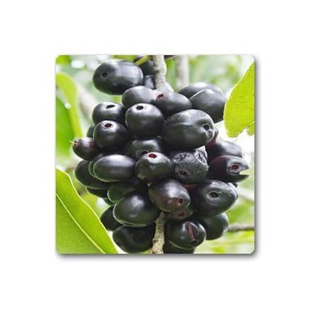 Creative Farmer Fruit Live Plant Grafted Rare Exotic Syzygium Cumini ...