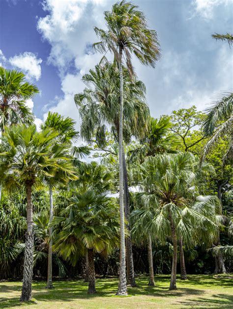 Image result for Palm Tree Map