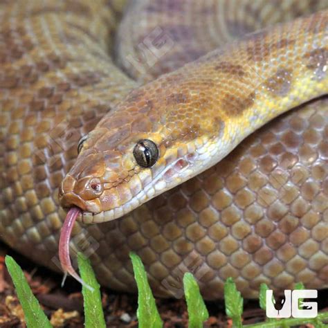 Children's Python Feeding 的图像结果