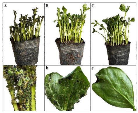 An Efficient Breeding Method for Eupeodes corollae (Diptera: Syrphidae ...