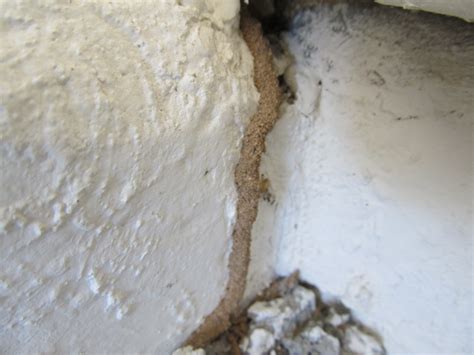 Termite Companies In Phoenix Arizona at Edward Padgett blog