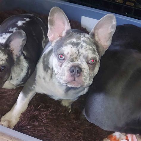 French Bulldog (Frenchie) Puppies For Sale In Wisconsin