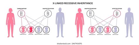 Genetic Inheritance 的图像结果