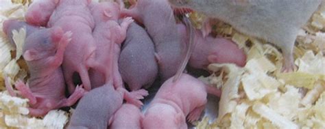 刚出生的老鼠图片_刚出生的老鼠素材_刚出生的老鼠高清图片_摄图网图片下载
