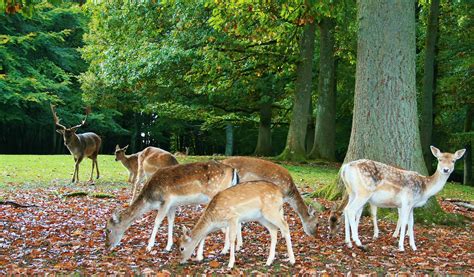 Free Images : grass, wilderness, meadow, wildlife, herd, grazing, autumn, mammal, fauna ...