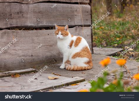 Orange And White Cat Breed