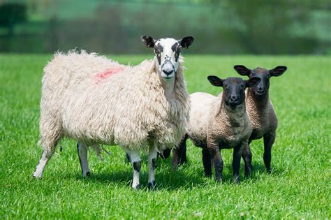 Suffolk Ewes - Exactly What is Required - Suffolk Sheep Society