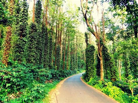THE 30 BEST Places to Visit in Yercaud (2026) - Must-See Attractions