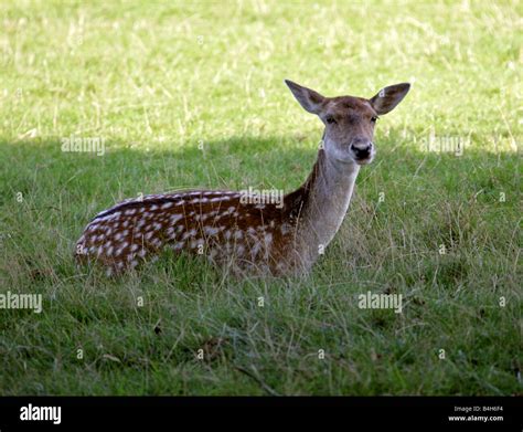 European Fallow Deer, Dama dama Stock Photo - Alamy