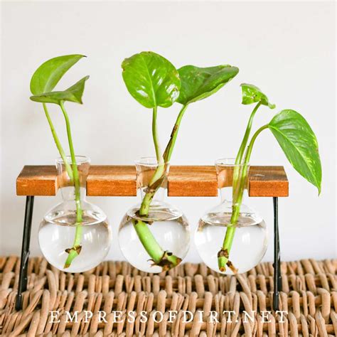 Propagating Pothos Plants How To Propagate A Pothos