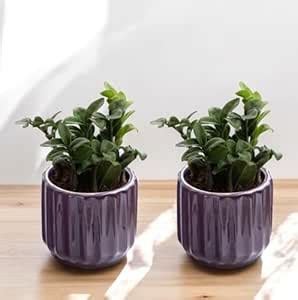Purple Ceramic Planter Pots Combo with Ribbed Design, Set of 2, Modern ...