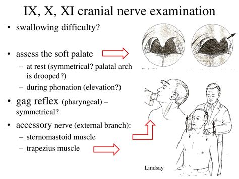 PPT - Cranial nerves PowerPoint Presentation, free download - ID:180882