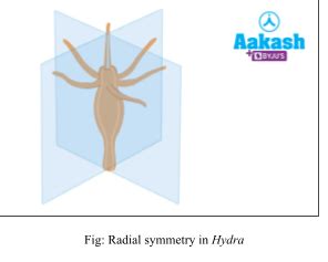 Phylum Coelenterata: Characteristics, Classification & Examples | AESL