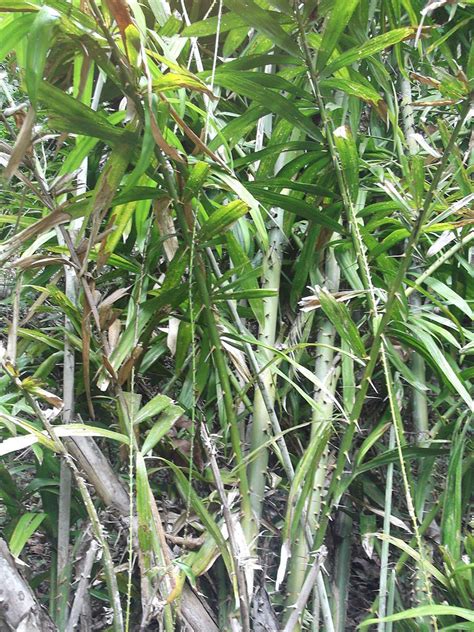 Image result for Rotting Problem