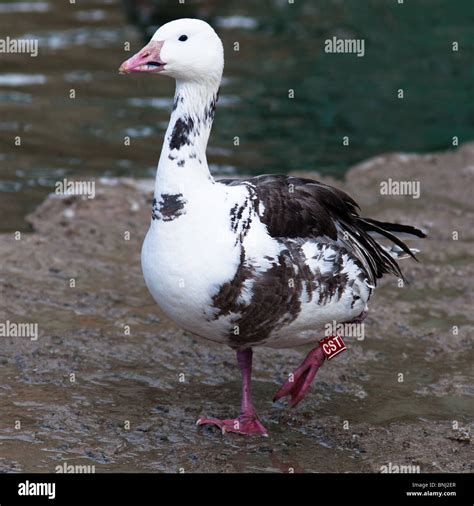 Snow Goose, Blue Goose, Chen hyperboreus, Anser caerulescens. The ...