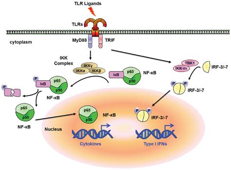 Chromatin Remodeling and Transcriptional Control in Innate Immunity ...