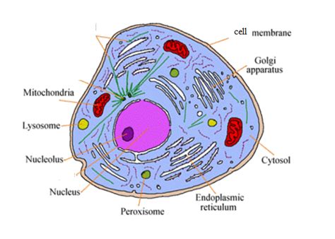 Image result for Cell Annotation