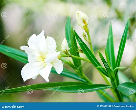 Oleanders, A Poisonous Evergreen Old World Shrub That Is Widely Grown ...