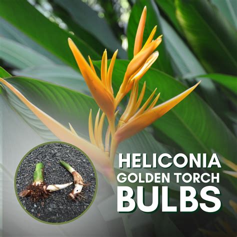 Heliconia Golden Torch plant bulbs positive energy and beautiful flowe ...