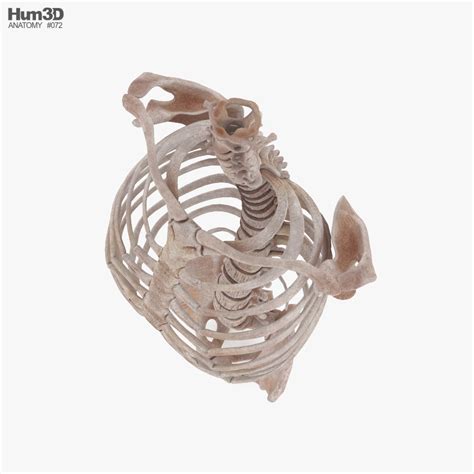 Image result for Spinal Fixation